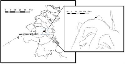 Microscale Variability in Biomass and Photosynthetic Activity of Microphytobenthos During a Spring-Neap Tidal Cycle